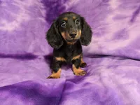 Mini Dachshund, a female Miniature Dachshund for sale in Buffalo, NY – 2 of 4