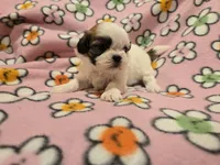Shihtzu /Bichon , a female Bichon Frise and Shih Tzu for sale in Buffalo, NY – 3 of 4