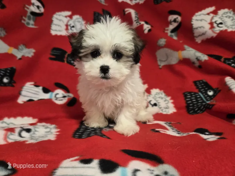 Maltese / shihtzu – Maltese, Shih Tzu puppy for sale in Buffalo, NY