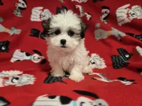Maltese / shihtzu, a male Maltese and Shih Tzu for sale in Buffalo, NY – 1 of 5