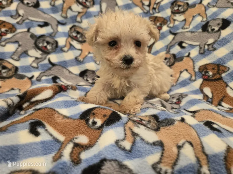 Yorkiepoo /Maltese – Yorkipoo, Maltese puppy for sale in Buffalo, NY
