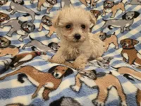 Yorkiepoo /Maltese, a male Yorkipoo and Maltese for sale in Buffalo, NY – 1 of 4