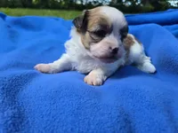 Bichon /Shih tzu , a male Bichon Frise and Shih Tzu for sale in Buffalo, NY – 4 of 4