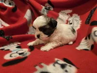 Shihtzu/ Bichon, a male Bichon Frise and Shih Tzu for sale in Buffalo, NY – 2 of 4