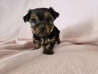 Yorkie Terrier, a female Yorkshire Terrier for sale in Buffalo, NY – 3 of 4