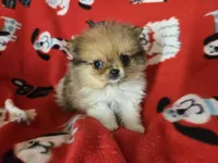 Pomeranian , a male Pomeranian for sale in Buffalo, NY – 3 of 5