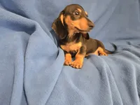 Mini Dachshund, a male Miniature Dachshund for sale in Buffalo, NY – 4 of 4
