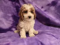 Cockapoo, a female Cockapoo for sale in Buffalo, NY – 2 of 5