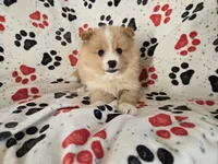 Pomchi, a male Pomchi for sale in Buffalo, NY – 4 of 4