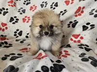 Pomeranian , a male Pomeranian for sale in Buffalo, NY – 4 of 6