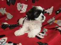 Shihtzu /Maltese mix, a male Maltese and Shih Tzu for sale in Buffalo, NY – 4 of 4