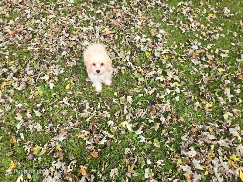 Cavachon – Cavachon puppy for sale in Buffalo, NY