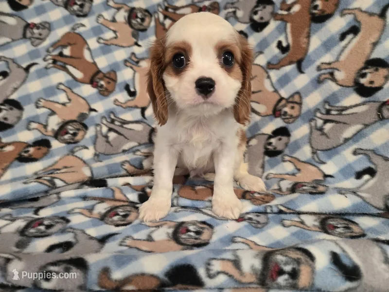 Cavalier king Charles Spaniel  – Cavalier King Charles Spaniel puppy for sale in Buffalo, NY