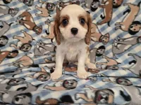 Cavalier king Charles Spaniel , a male Cavalier King Charles Spaniel for sale in Buffalo, NY – 1 of 4
