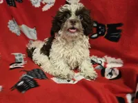 Shihpoo , a male Shihpoo for sale in Buffalo, NY – 1 of 4