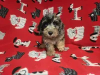 Cockapoo, a male Cockapoo for sale in Buffalo, NY – 4 of 4