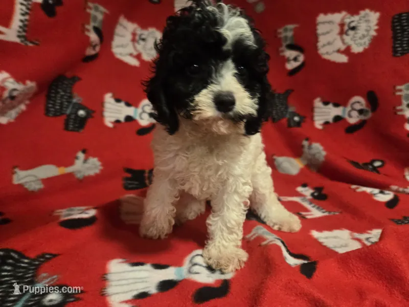 Cavapoo – Cavapoo puppy for sale in Buffalo, NY