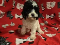Cavapoo, a male Cavapoo for sale in Buffalo, NY – 2 of 4