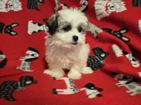Maltese / shihtzu, a male Maltese and Shih Tzu for sale in Buffalo, NY – 2 of 5