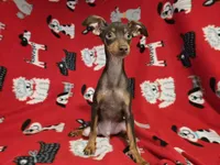 Mini Pinscher, a male Miniature Pinscher for sale in Buffalo, NY – 3 of 3