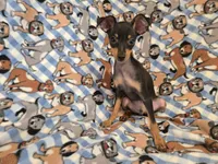 Mini Pinscher, a male Miniature Pinscher for sale in Buffalo, NY – 4 of 5