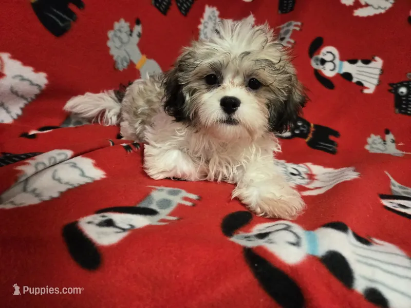 Bichon /Shih tzu  – Bichon Frise, Shih Tzu puppy for sale in Buffalo, NY