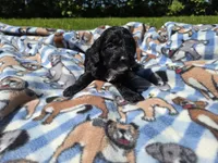 Cockapoo, a male Cockapoo for sale in Buffalo, NY – 3 of 4