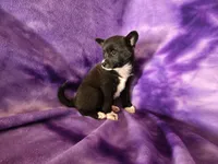 Pomchi , a female Pomchi for sale in Buffalo, NY – 4 of 4