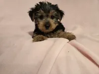 Yorkie Terrier, a female Yorkshire Terrier for sale in Buffalo, NY – 3 of 5
