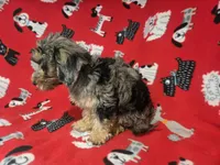 Cockapoo, a male Cockapoo for sale in Buffalo, NY – 2 of 4