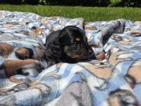 Mini Dachshund, a male Miniature Dachshund for sale in Buffalo, NY – 5 of 5