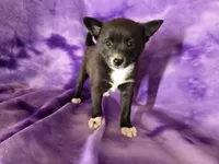 Pomchi , a female Pomchi for sale in Buffalo, NY – 3 of 4