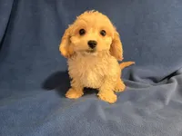 Cavachon , a male Cavachon for sale in Buffalo, NY – 4 of 4