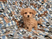 Bichon /Poodle, a male Bichon Frise and Poodle - Miniature  for sale in Buffalo, NY – 3 of 4
