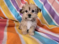 Shorkie , a female Shih Tzu and Yorkshire Terrier for sale in Buffalo, NY – Photo 4 of 5