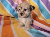 Shorkie , a female Shih Tzu and Yorkshire Terrier for sale in Buffalo, NY – Photo 3 of 5