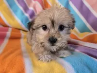 Shorkie , a female Shih Tzu and Yorkshire Terrier for sale in Buffalo, NY – Photo 5 of 5