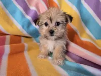 Shorkie , a female Shih Tzu and Yorkshire Terrier for sale in Buffalo, NY – Photo 2 of 5