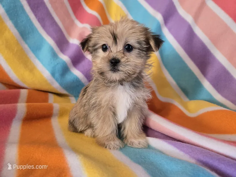 Shorkie  – Shih Tzu, Yorkshire Terrier puppy for sale in Buffalo, NY