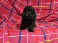 Cockapoo, a female Cockapoo for sale in Buffalo, NY – 6 of 6