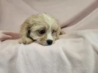 Cavachon , a female Cockapoo for sale in Buffalo, NY – 4 of 4