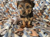 Yorkie Terrier, a male Yorkshire Terrier for sale in Buffalo, NY – 2 of 4