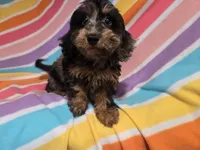 Cockapoo, a female Cockapoo for sale in Buffalo, NY – 2 of 4