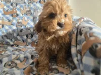 processed/7f459de2-3cf1-4a3f-8e8a-6ad81be9533d/listing/4ad203dd-b25e-49d1-ac56-94843033cac5/342fef9b-62ff-4304-a4b8-0be54e53dabb