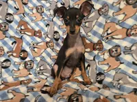 Mini Pinscher, a male Miniature Pinscher for sale in Buffalo, NY – 2 of 5