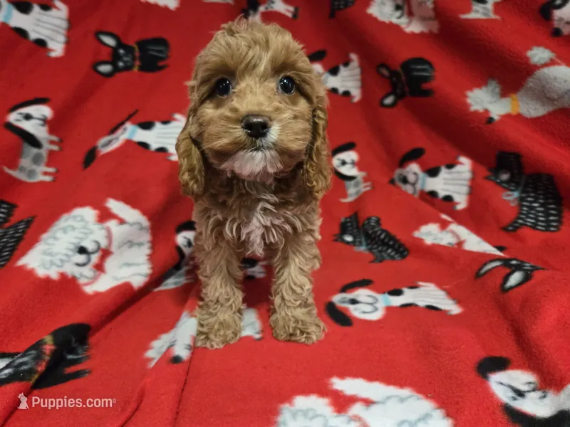 Cockapoo – Cockapoo puppy for sale in Buffalo, NY