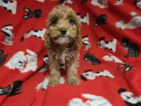 Cockapoo, a male Cockapoo for sale in Buffalo, NY – 1 of 4