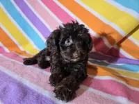 Yorkie/poo, a female Yorkipoo for sale in Buffalo, NY – Photo 5 of 5