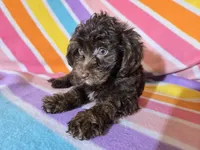 Yorkie/poo, a female Yorkipoo for sale in Buffalo, NY – Photo 2 of 5