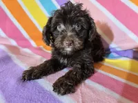Yorkie/poo, a female Yorkipoo for sale in Buffalo, NY – Photo 3 of 5